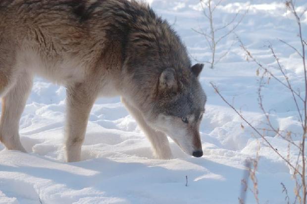 Timber Wolf