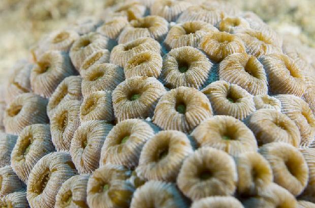 Coral Polyp