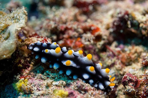 Fried Egg Nudibranch