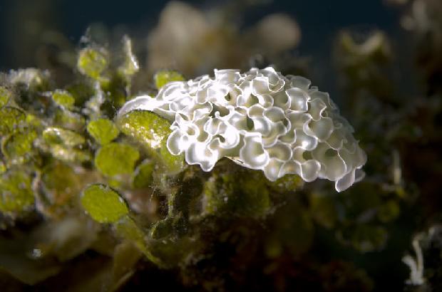 Lettuce Nudibranch