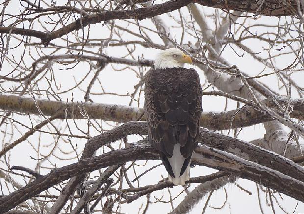 Bald Eagle