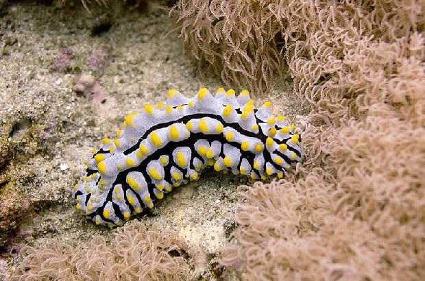 Fried Egg Nudibranch