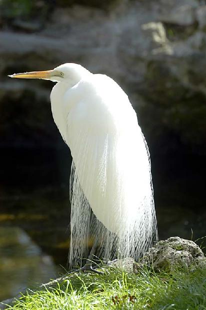Great Egret