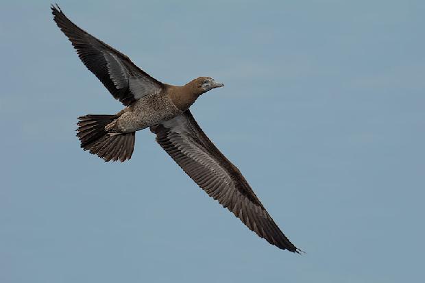 Brown Footed Booby