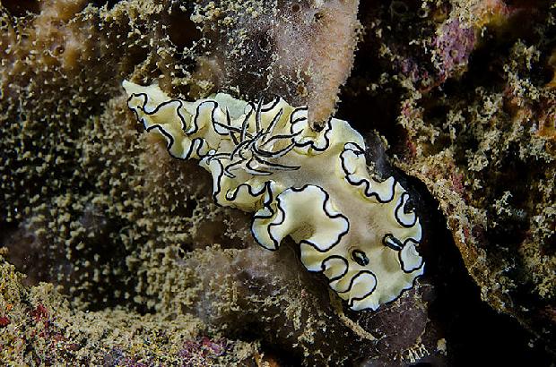 Black Margined Glossodoris Nudibranch