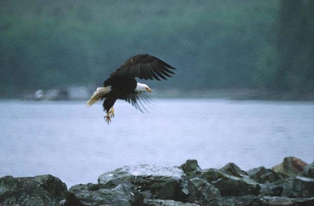 Bald Eagle