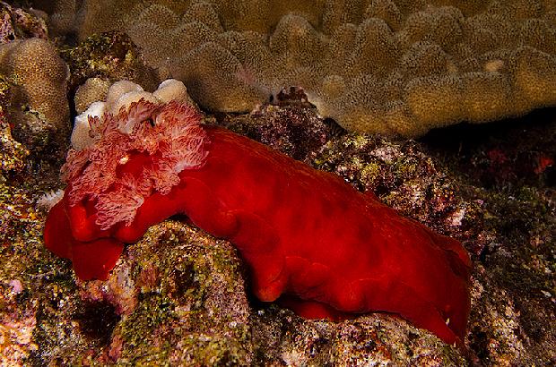 Spanish Dancer Nudibranch