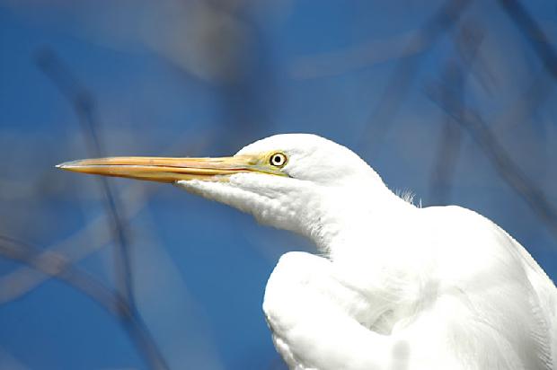Great Egret