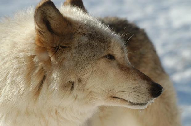 Timber Wolf
