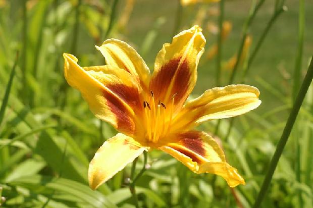 Day Lily
