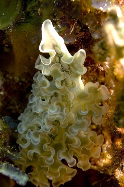 Lettuce Nudibranch