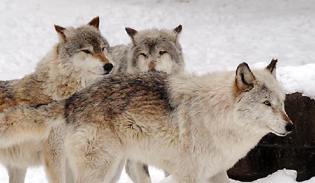 Timber Wolves