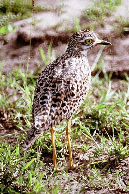 Spotted Stone Curlew