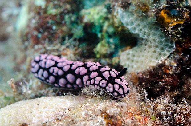 Fissured Nudibranch