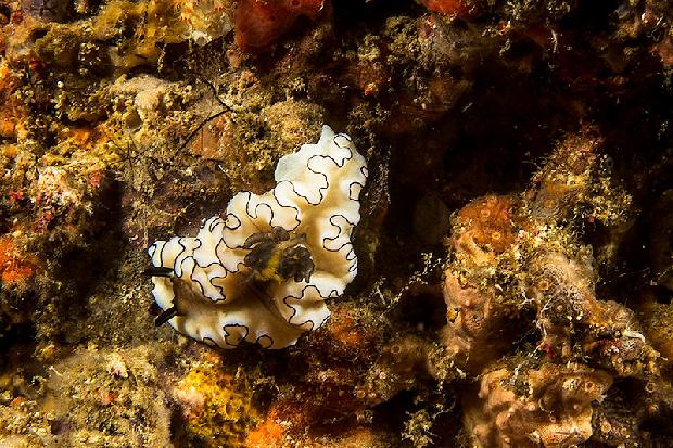 Nudibranch