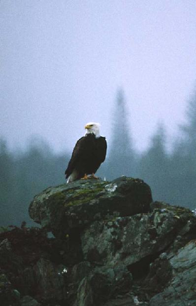 Bald Eagle