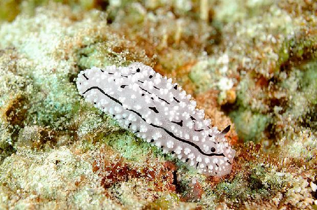 Nudibranch