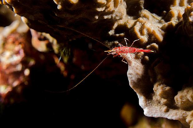 Hingebeak Shrimp