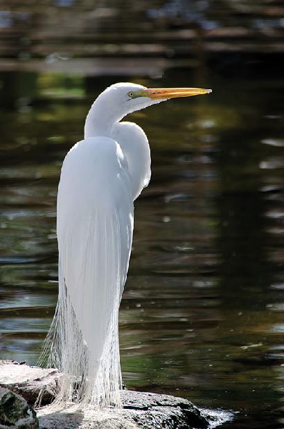 Great White Heron