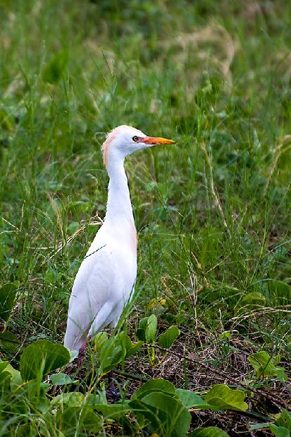 Cattle Egret