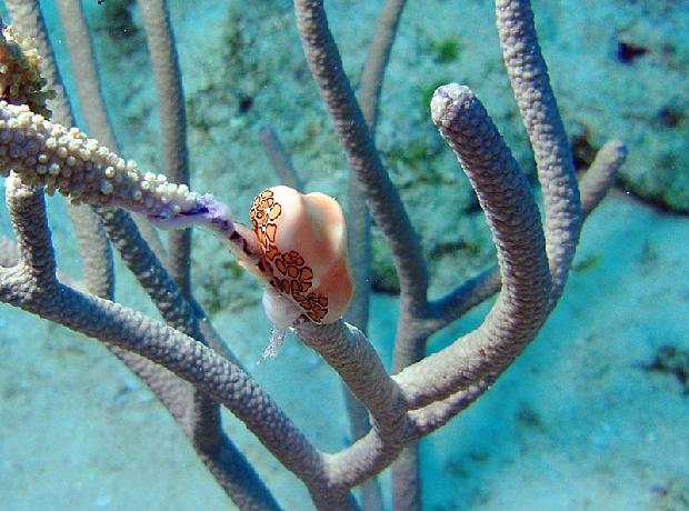 Flamingo Tongue