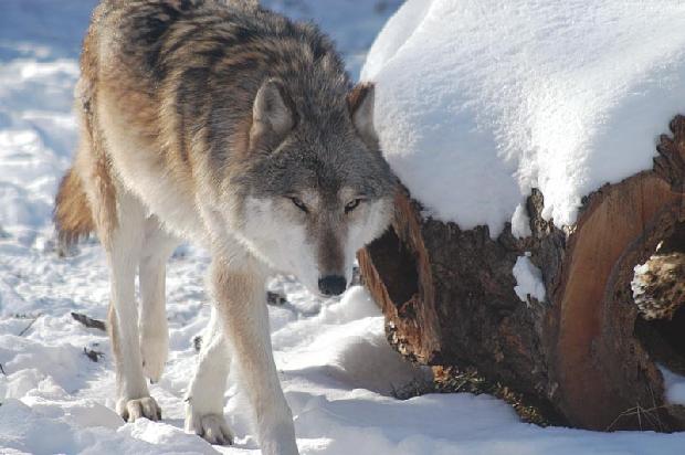Timber Wolf