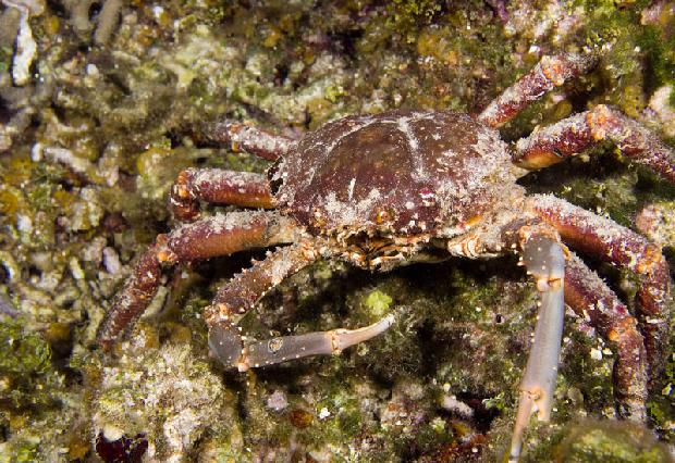 Channel Crab
