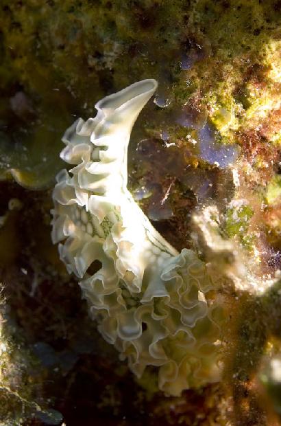 Lettuce Nudibranch