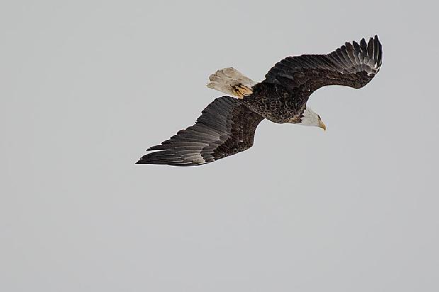 Bald Eagle