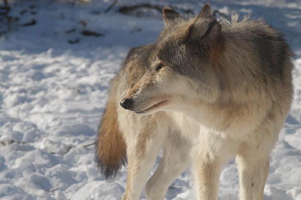Timber Wolf
