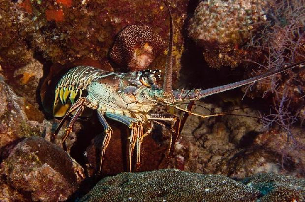 Spiney Lobster