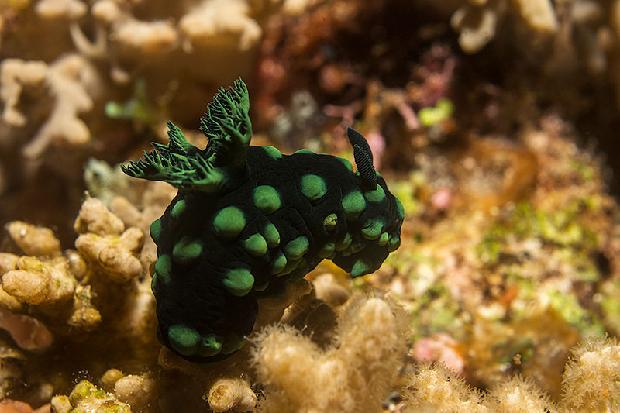 Nudibranch