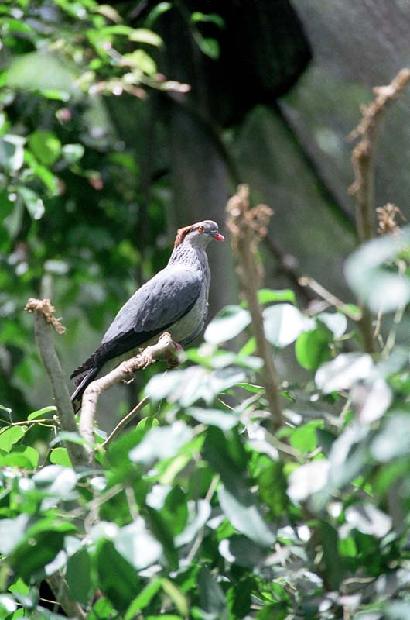 Topknot Pigeon
