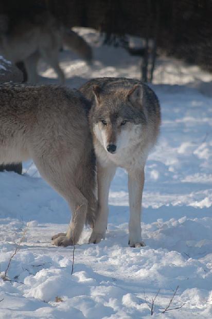 Timber Wolf