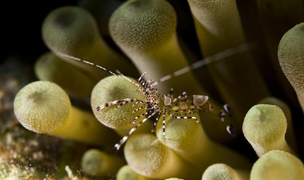Pederson Shrimp