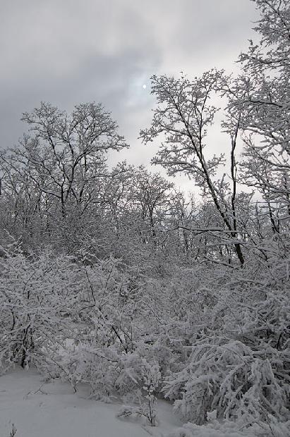 Winter Wooded Scene
