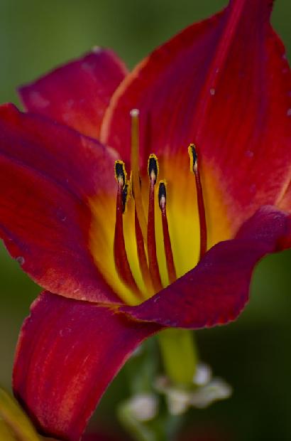 Day Lily