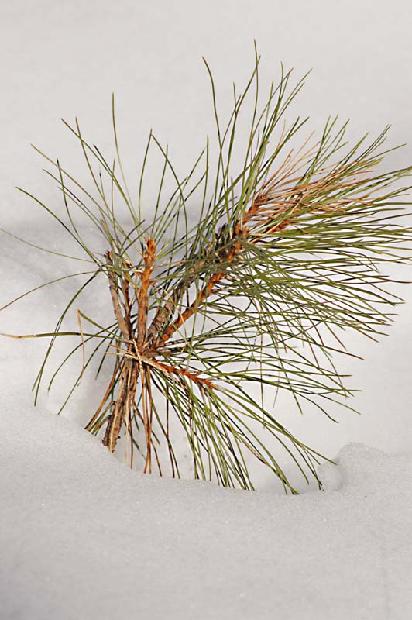 Pine Sapling
