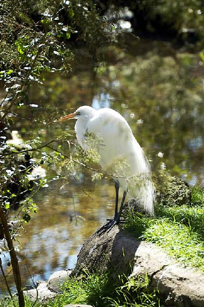 Great Egret