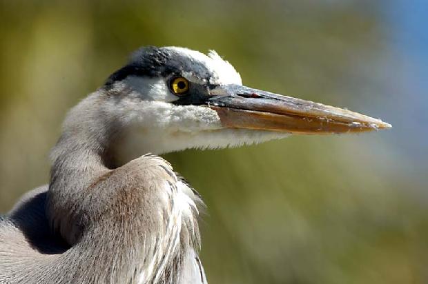 Great Blue Heron