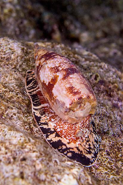 Cone Snail