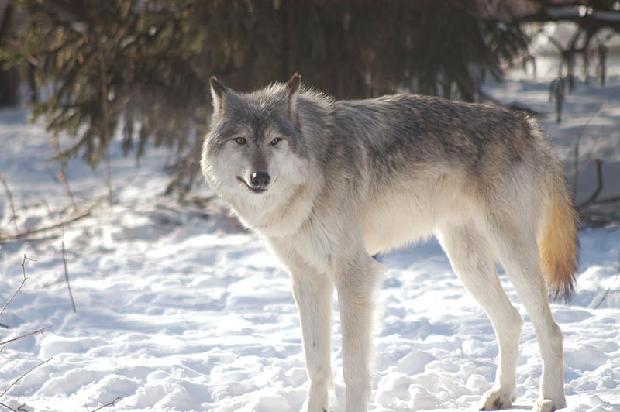 Timber Wolf
