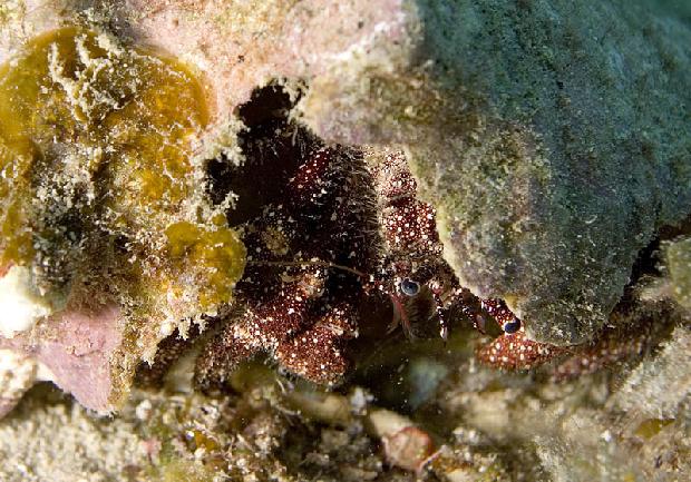 Hermit Crab