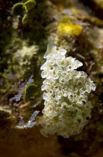 Lettuce Nudibranch