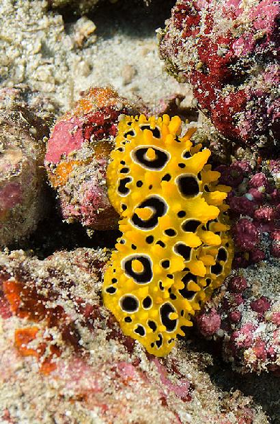 Nudibranch
