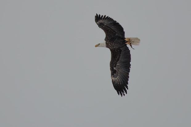 Bald Eagle