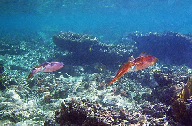 Carribean Reef Squid