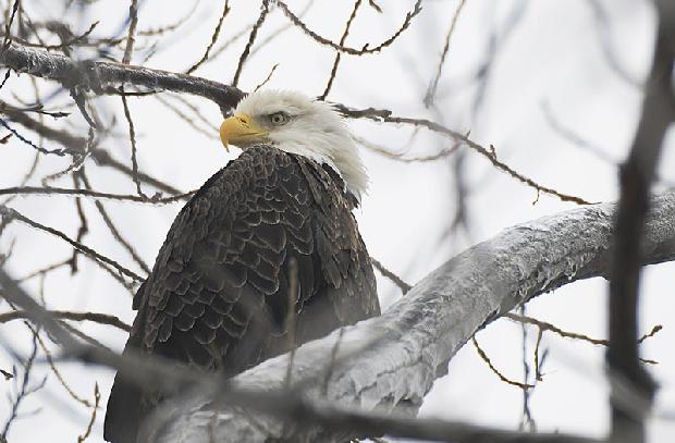 Bald Eagle