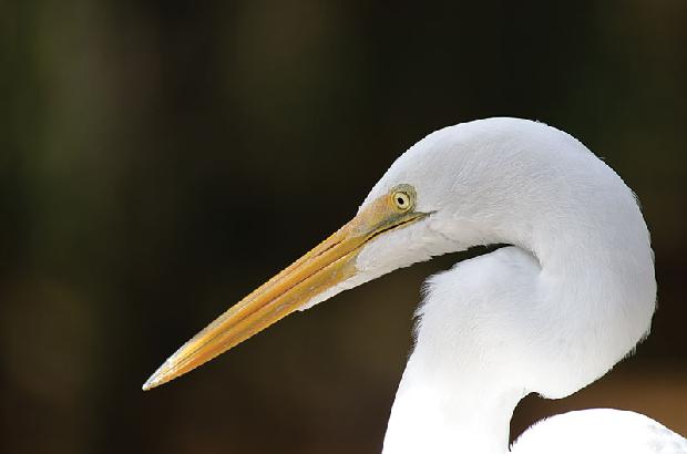 Great White Heron
