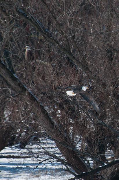 Bald Eagle